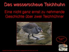 Das-wasserscheue-Teichhuhn.pdf